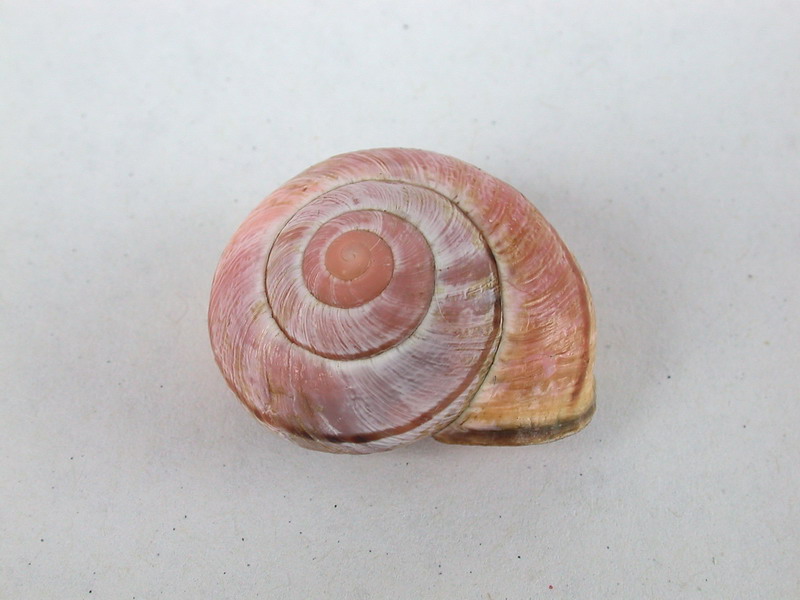 Cepaea nemoralis etrusca e altre